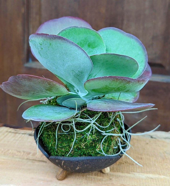 Large Succulent Potted In A Coconut Shell