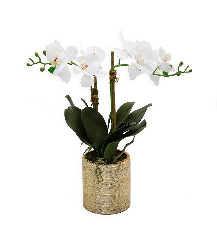 2 Branched White Orchid Plant In Matte Gold Pot