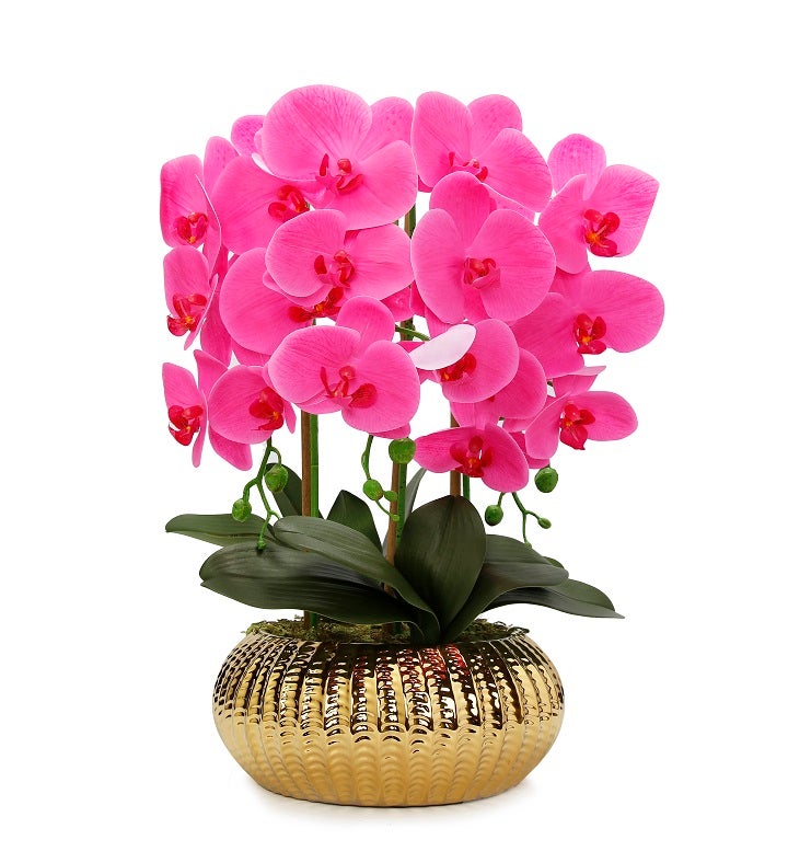 Pink Orchid Plant In Flat Round Gold Hammered Vase
