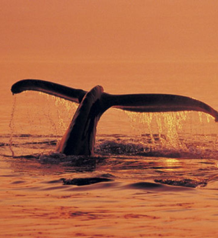 Whale Watching Sailing Experience For Two - California