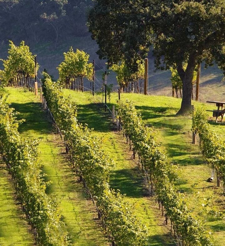 Afternoon Wine Tour With Tastings - California