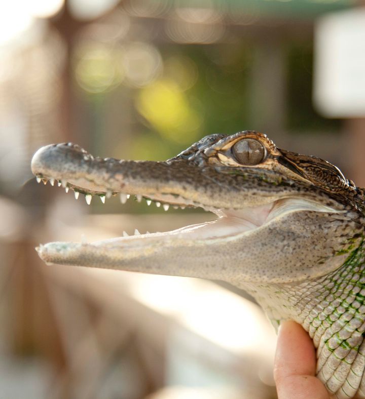 Everglades Airboat Ride And Animal Sanctuary Visit