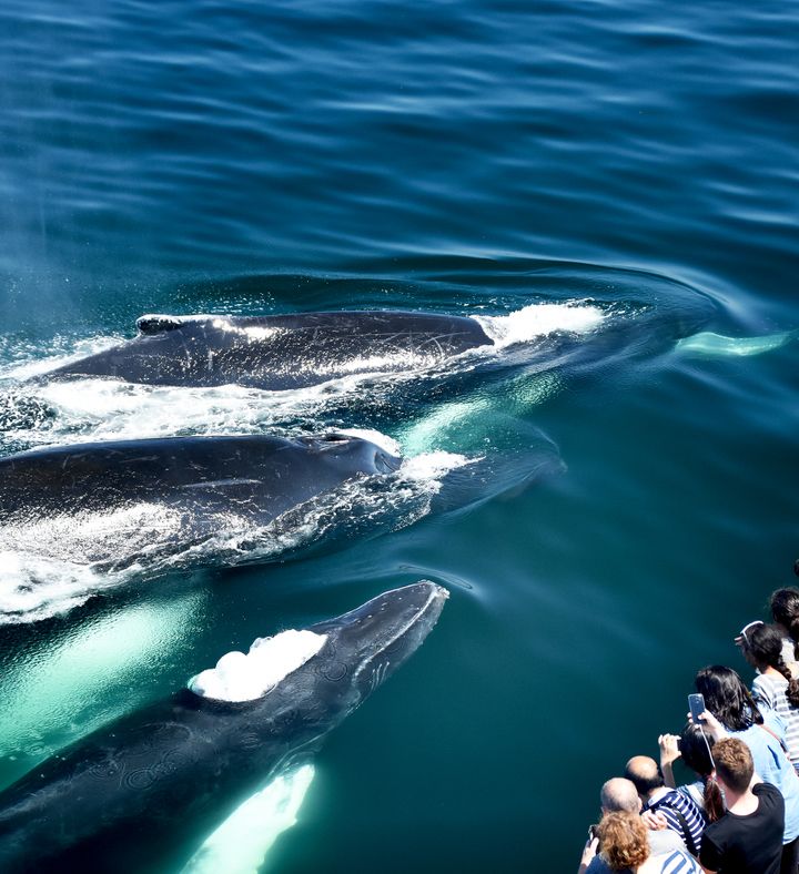 Whale Watching -Massachusetts