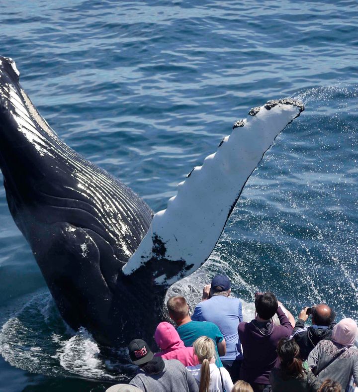 Whale Watching  Massachusetts