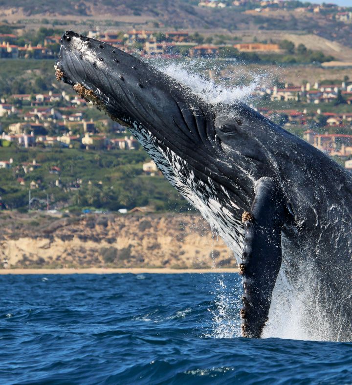 Newport Beach Whale Watching