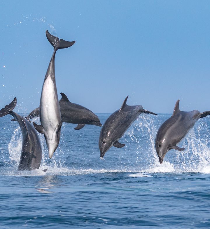 Newport Beach Whale Watching - California