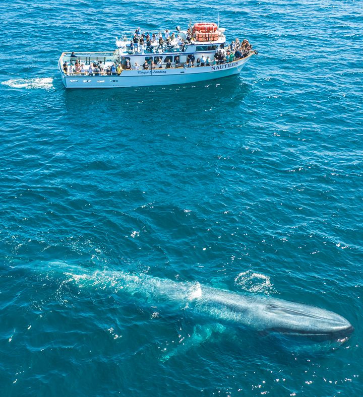 Newport Beach Whale Watching   California