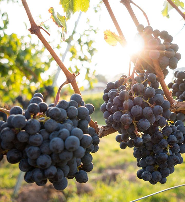 Muir Woods & Wine Country Tour For Two   California