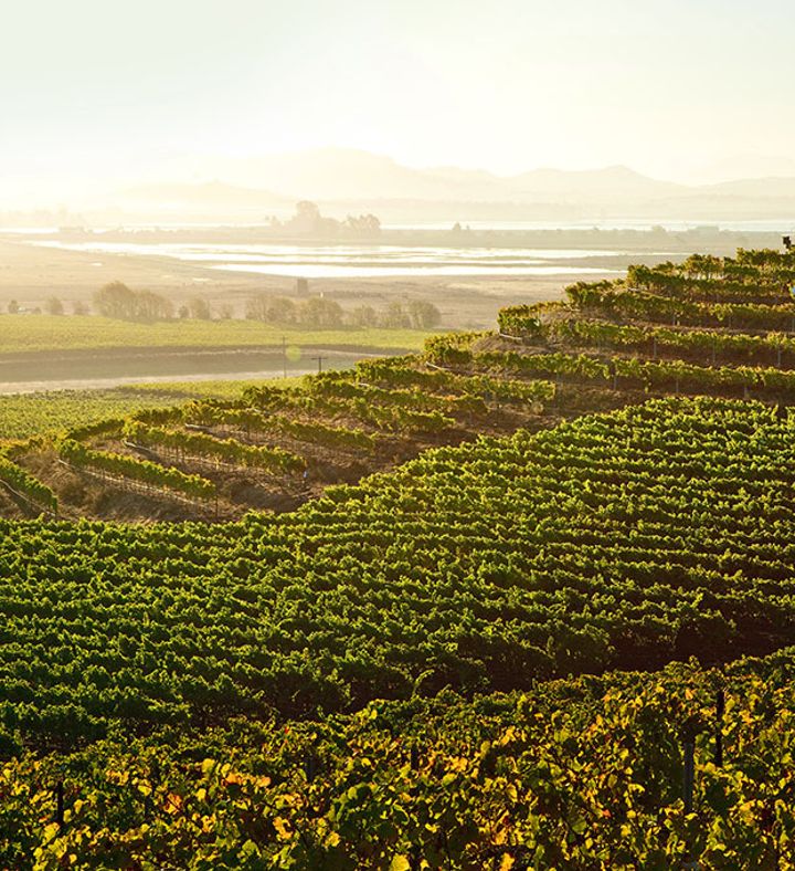 Muir Woods & Wine Country Tour For Two   California