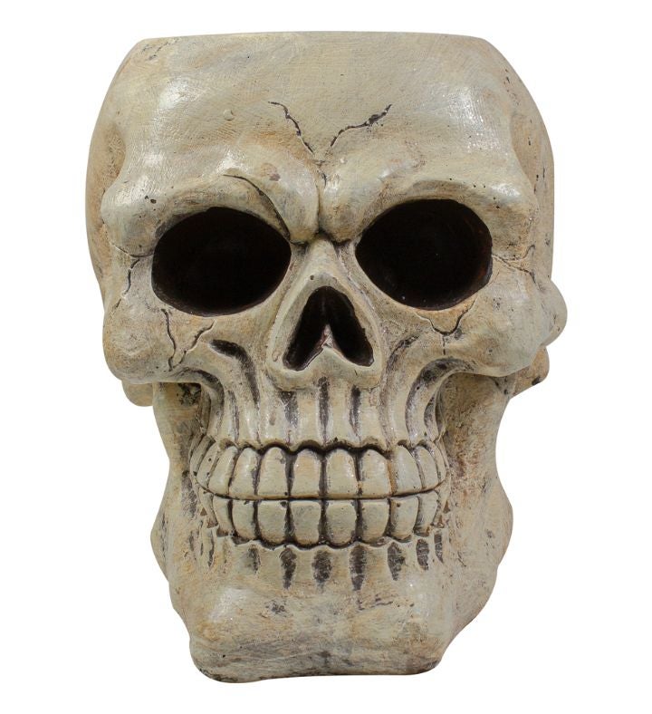 Halloween Skull Decoration - 11" - Ivory And Black