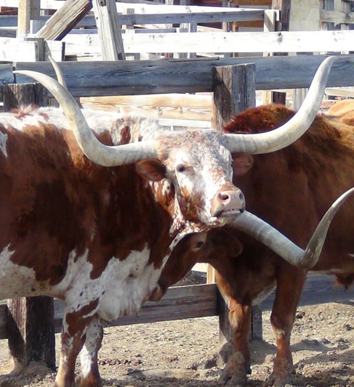 4 hour Best Of Fort Worth Guided Tour For Two   Dallas