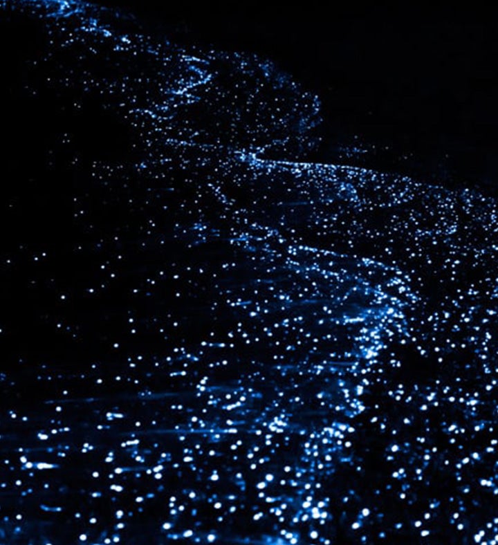 Bioluminescent Kayak Adventure In Tomales Bay For Two - San Francisco