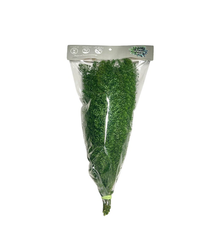 Preserved Foxtail Fern