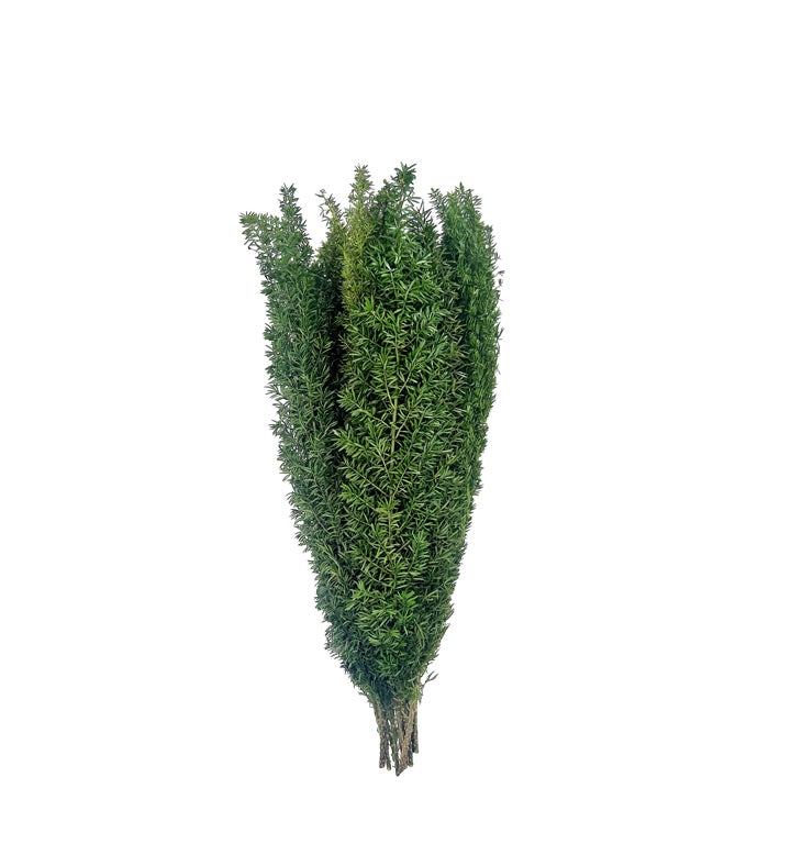 Preserved Foxtail Fern