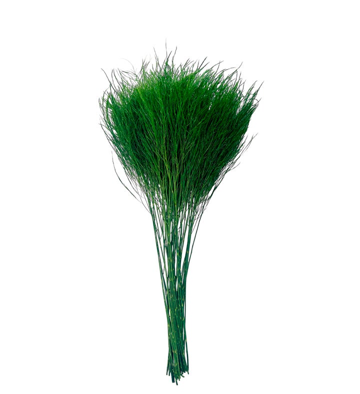 Preserved Tree  tiki  Fern