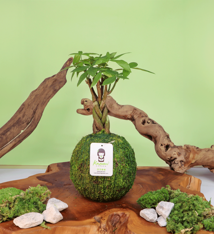 Money Tree Moss Ball Kokedama
