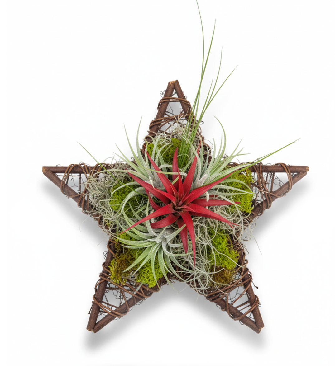 Live Air Plant Star Centerpiece & Wreath
