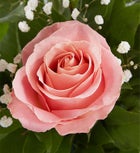 Rose Elegance™ Premium Long Stem Pink Roses 