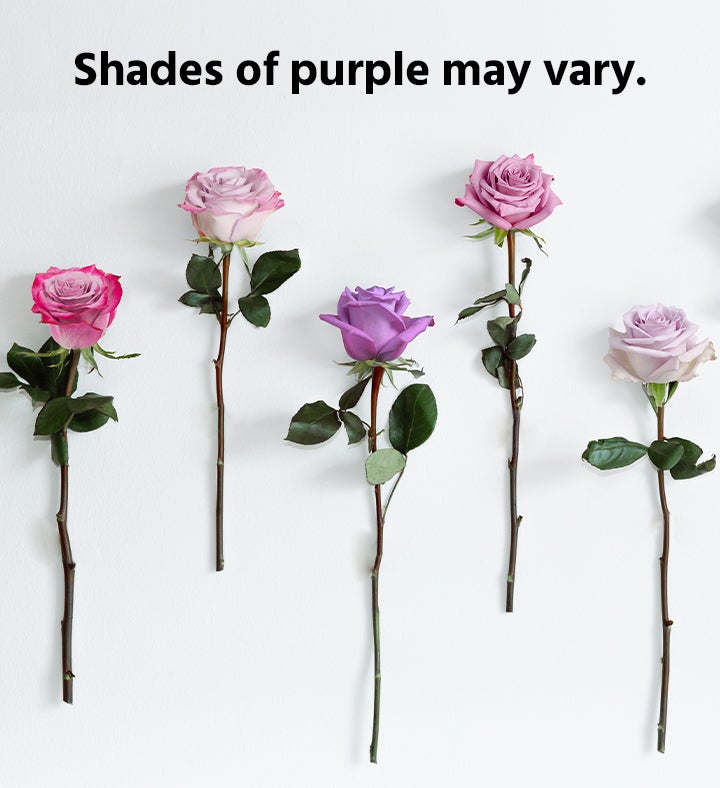 Passion for Purple Roses 104518