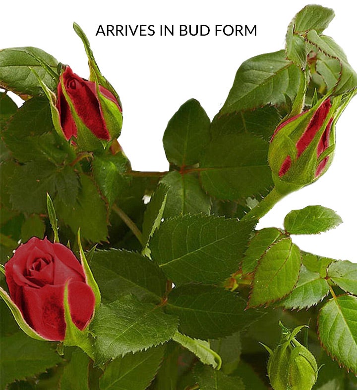 Bundle of Love Rose Plant