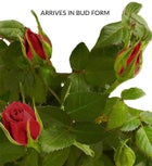 Classic Budding Rose